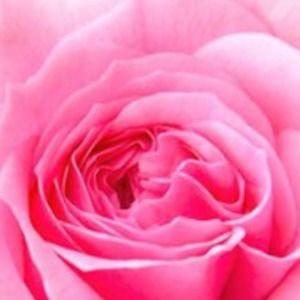 Meet your Posher, Rosa